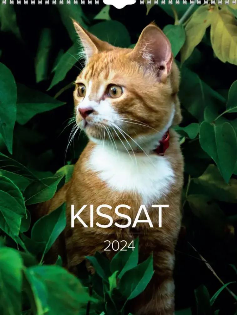 Burde Kalenterit>Seinakalenteri 2024 Kissat
