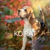 Burde Kalenterit>Seinakalenteri 2024 Koirat