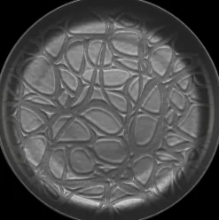 House Astiat>Lautanen Capri 27 Cm